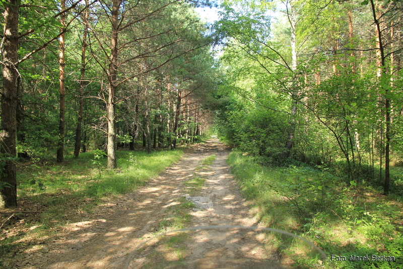 Leśna droga na zachód od miejscowości Brok