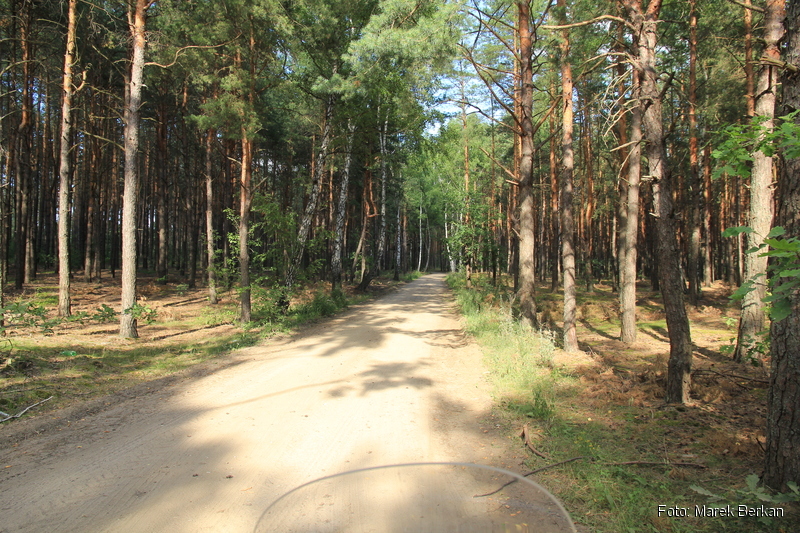Las pomiędzy Klukowem a Małkinią