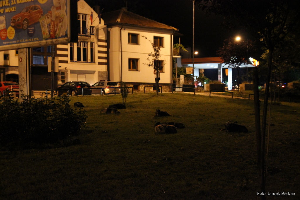 Sarajewo nocą - ciekawostka: śpiące psy
